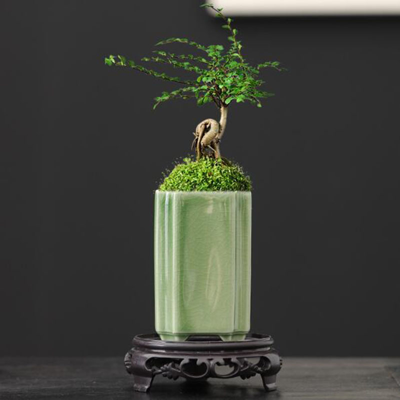Bonsai Garden Art - 磁器正方形青磁釉蘭植木鉢盆栽花瓶植木鉢工芸品アート装飾品家の庭の装飾