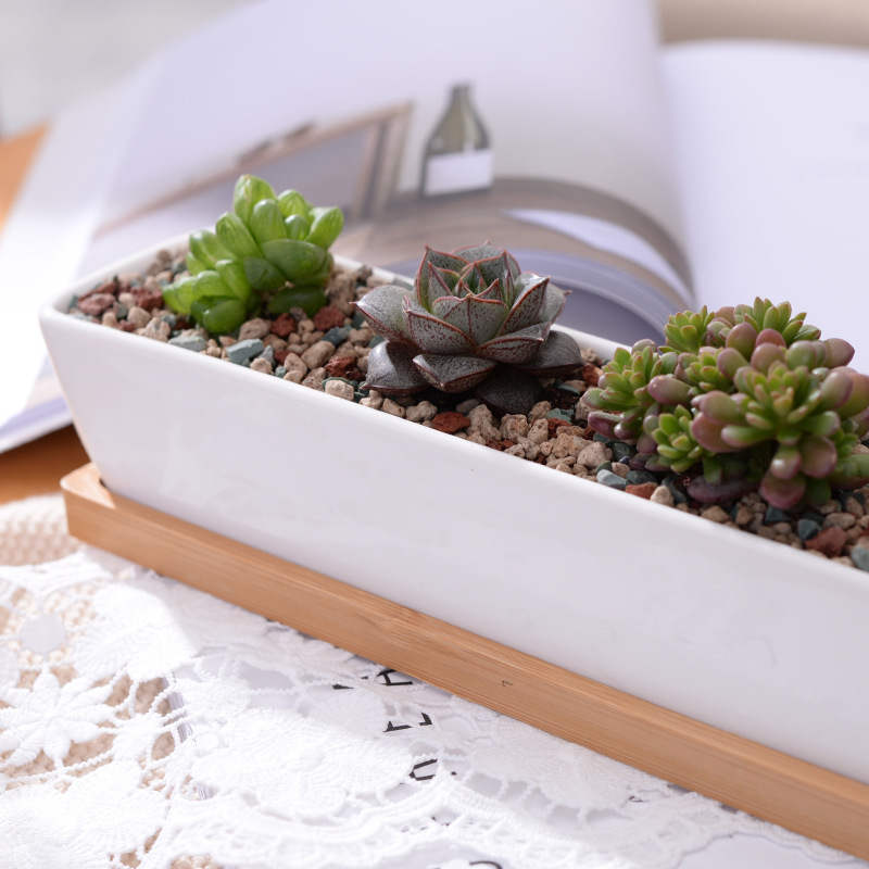 長い長方形の白いセラミック多肉植物プランターポット、竹トレイ - Bonsai Tree Zen Garden のレビューと価格