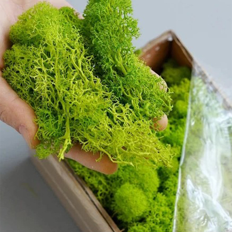 100/200/500 グラム永遠の命苔 DIY 工芸草人工 - Bonsai Garden Mini のレビューと価格