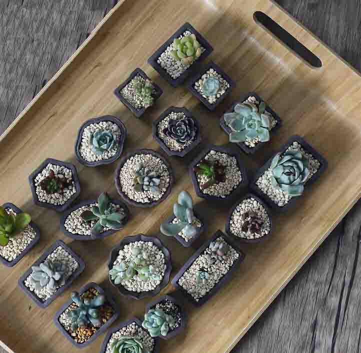 Yixing-紫色の砂の植木鉢,ミニ多肉植物,創造的な家のた - Bonsai Tree Zen Garden のレビューと価格