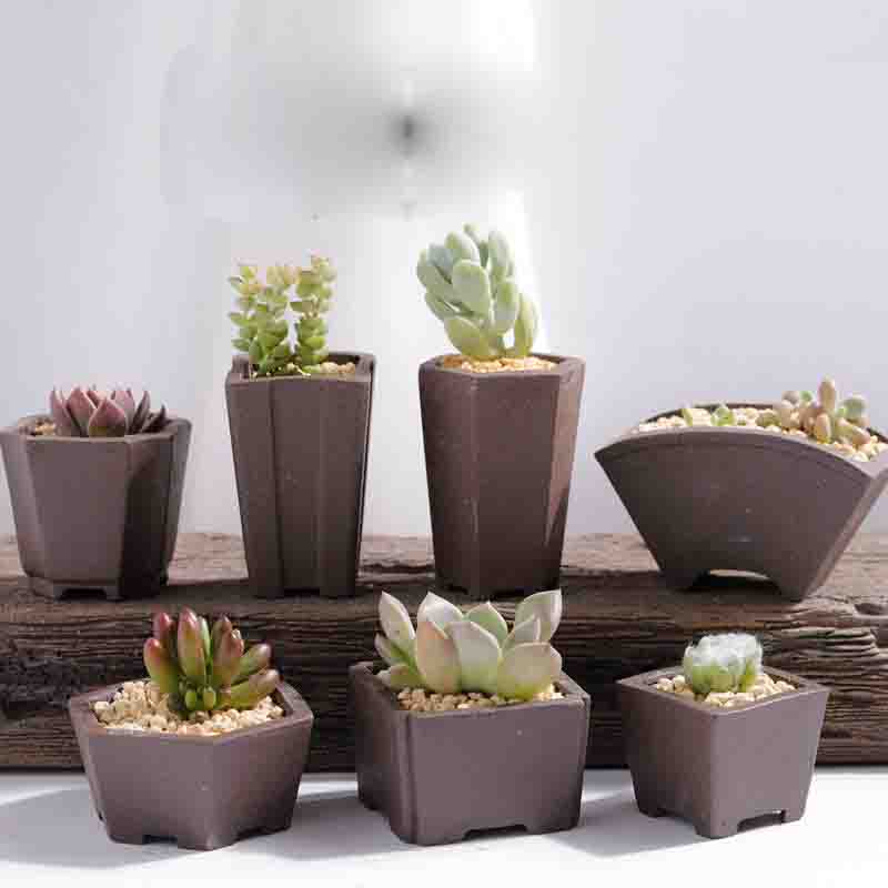 Yixing-紫色の砂の植木鉢,ミニ多肉植物,創造的な家のた - Bonsai Tree Zen Garden のレビューと価格