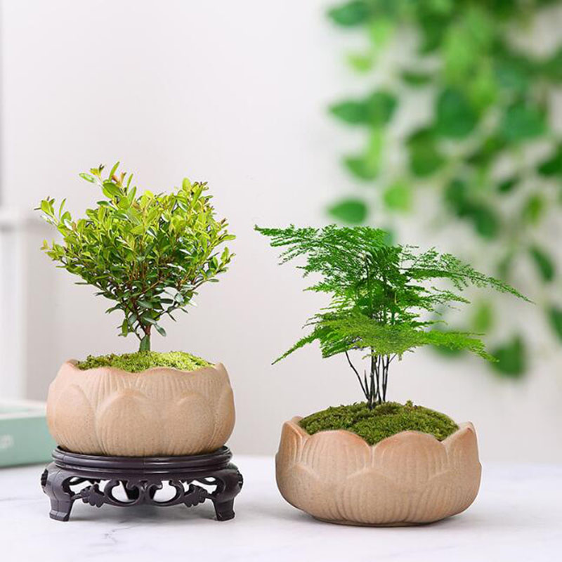 粗い蓮の緑の植木鉢,盆栽,通気性のある容器,ガーデニング,芸 - Bonsai Garden Art のレビューと価格