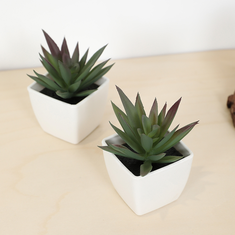 ミニ人工多肉植物フェアリーカップ小さな鉢植え、プラスチック製 - Bonsai Garden Mini のレビューと価格