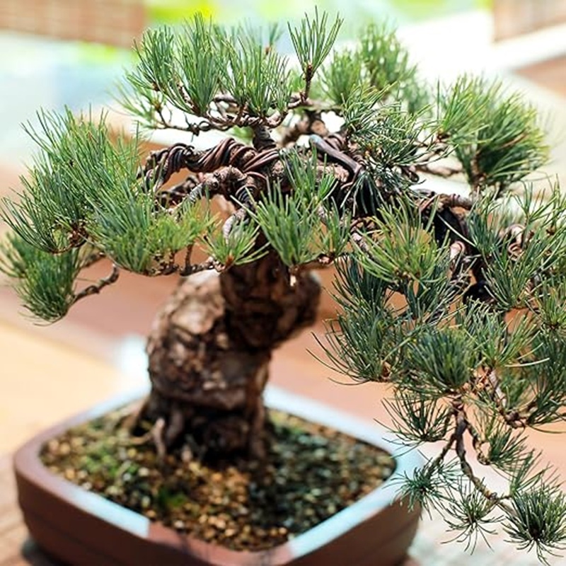 1mm黒色アルミ盆栽ワイヤー、30m柔軟な園芸ワイヤー、植物 - Bonsai Garden Art のレビューと価格